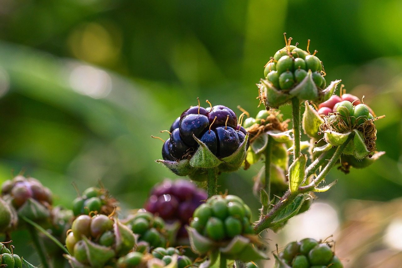 blackberries, vitamins, bio, vegan, healthy, forest, berry, plant, fruit, nature