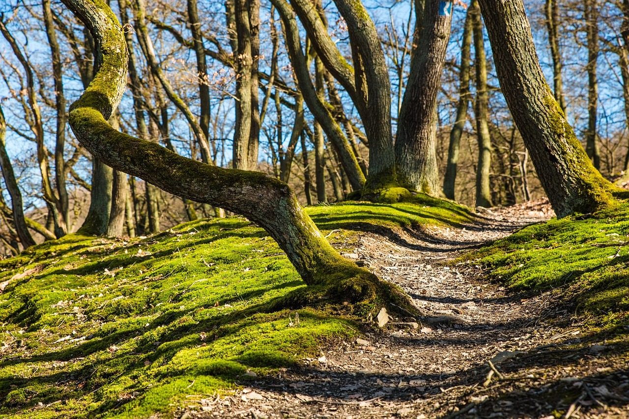 forest, hiking, trees, path, trail, mossy, forest trail, nature path, nature trail, woods, woodlands, forest path, away, moss, nature, outdoors, forest, forest, forest, hiking, hiking, hiking, hiking, hiking, path, path, trail