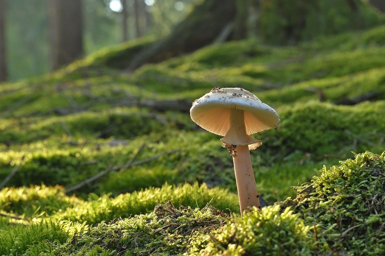 mushroom, pearl fungus, forest mushroom, moss, forest floor, summer, nature, mushroom, mushroom, mushroom, mushroom, mushroom, summer