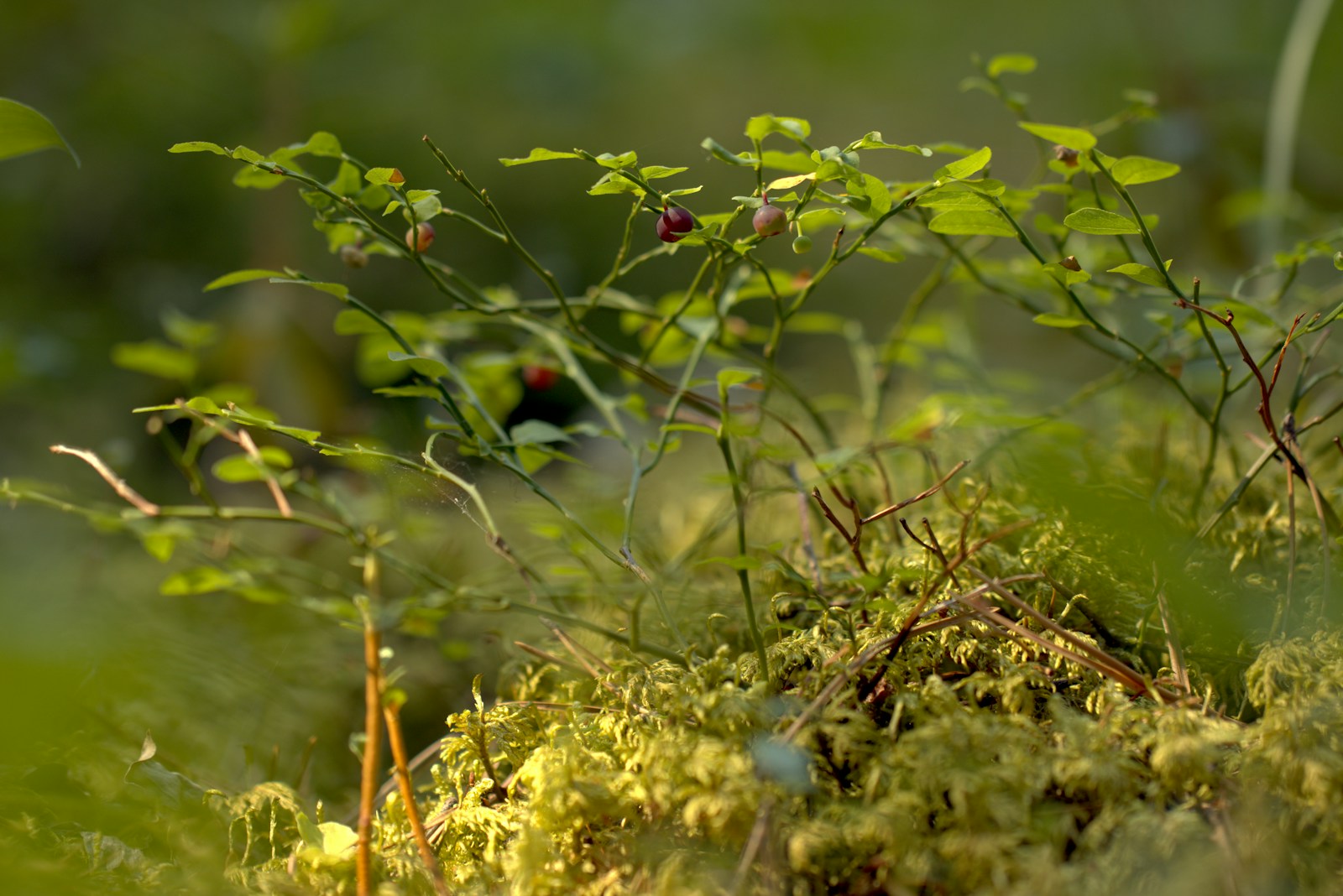Blueberries grow in a forest.